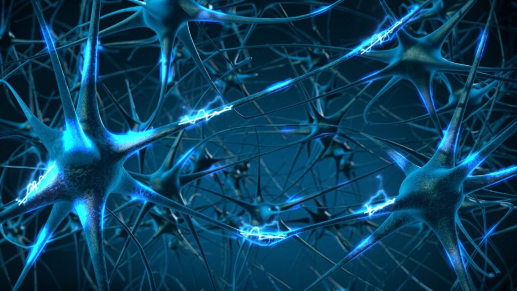 Neurociencia en la conducta humana